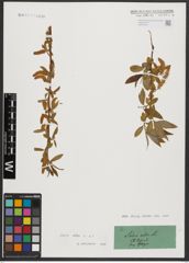 Foto von Salix alba L.